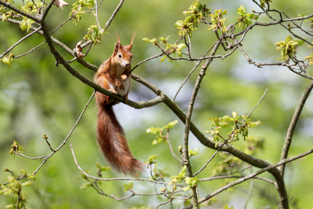istock The red squirrel or Eurasian red squirrel on a branch. Sciurus vulgaris 2154415451