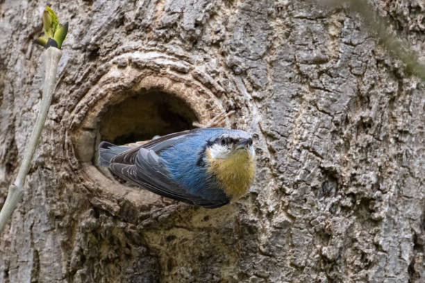 istock The Eurasian nuthatch or wood nuthatch, Sitta europaea, in flight 2154415640