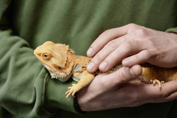 istock Man petting iguana closeup 2154415657