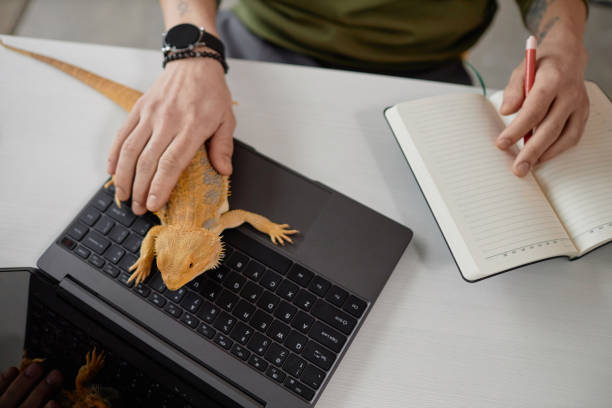 istock Top View of Man Petting Iguana on Keyboard 2154415706