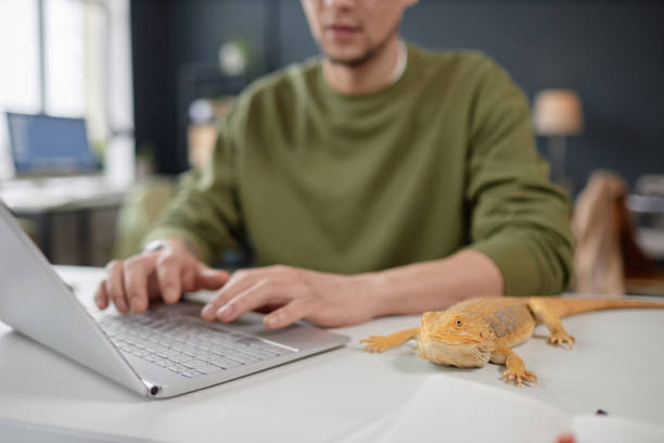 istock Close Up of Iguana Sitting on Desk in Pet Friendly Office 2154415708