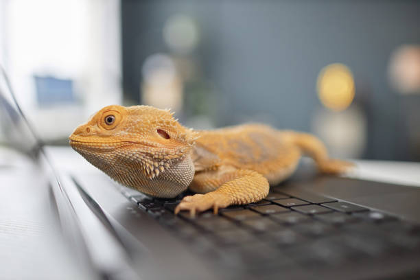 istock Pet Reptile Sitting on Keyboard 2154415713