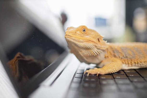 istock Close Up Pet Iguana Sitting on Computer Keyboard 2154415715
