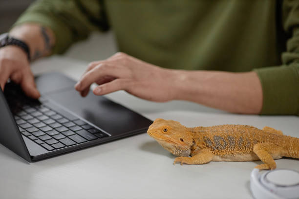 Pet Iguana Sitting on Desk with Man Using Laptop