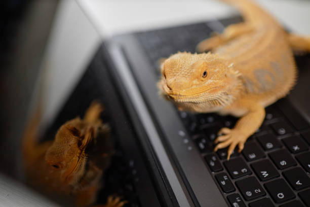 istock Pet Reptile Iguana Sitting on Keyboard 2154415719