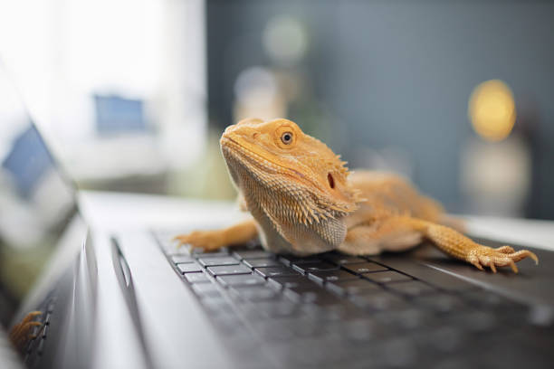 istock Close Up of Pet Iguana Sitting on Keyboard 2154415726