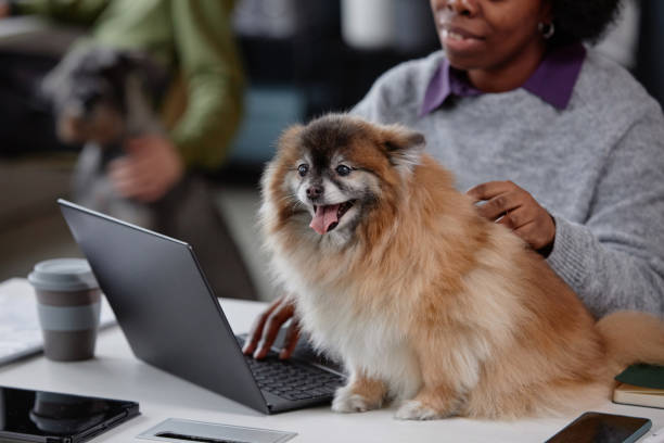istock Pet Dog Sitting on Desk in Animal Friendly Office 2154415732