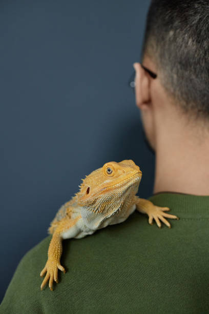 istock Tropical iguana sitting on shoulder 2154415753