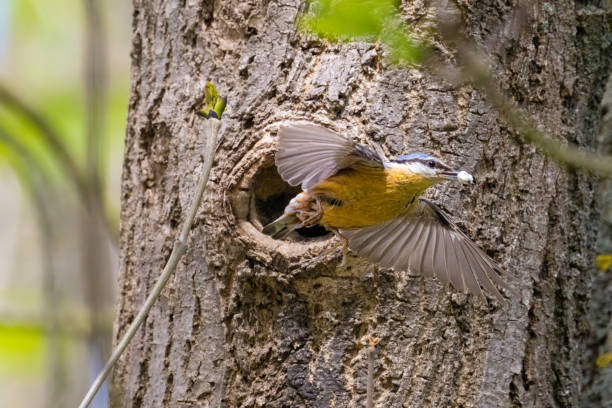 istock The Eurasian nuthatch or wood nuthatch, Sitta europaea, in flight 2154415778