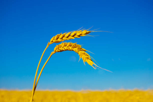 closeup golden wheat field on blue sky background