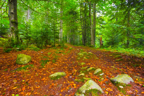 beatifull green summer forest glade