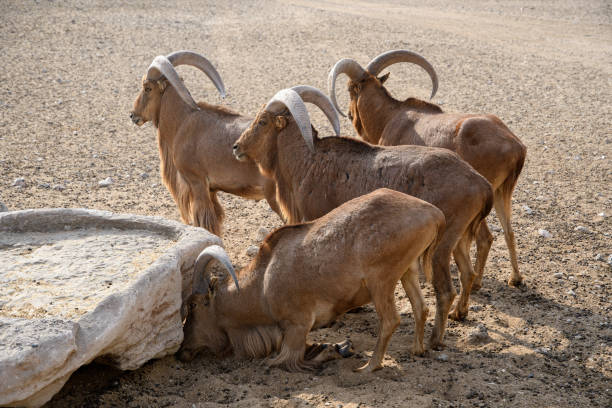 A herd of Barbary sheep hydrates at a desert oasis, showcasing their resilience in arid landscapes.