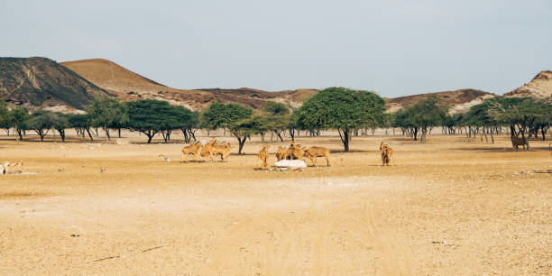 Desert Wanderers: Camels in Arid Terrain