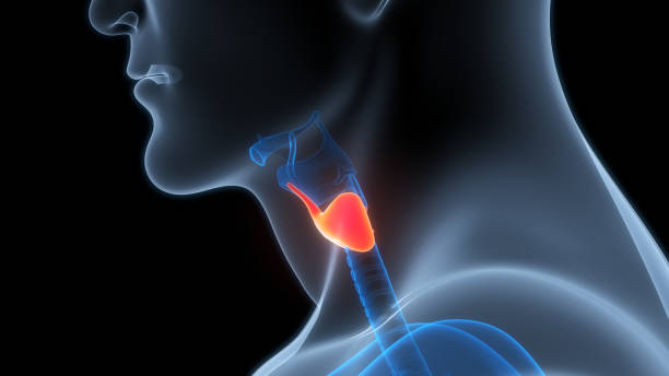 istock Human Body Glands Thyroid Gland Anatomy 2154418863