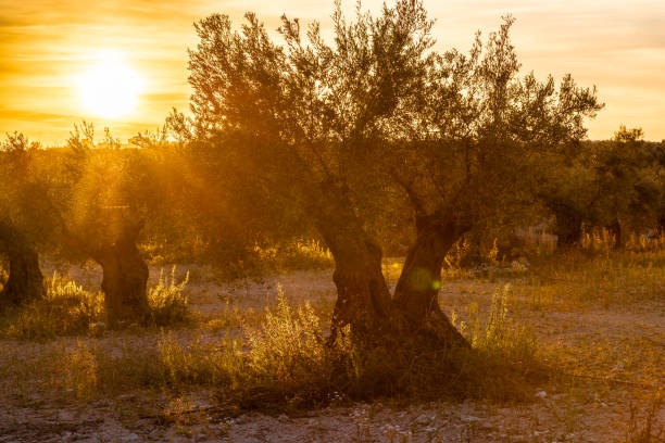 A cultivated olive tree field during sunset in the Mediterranean region which is known for its warm and sunny climate and thus ideal for farming these fruits.