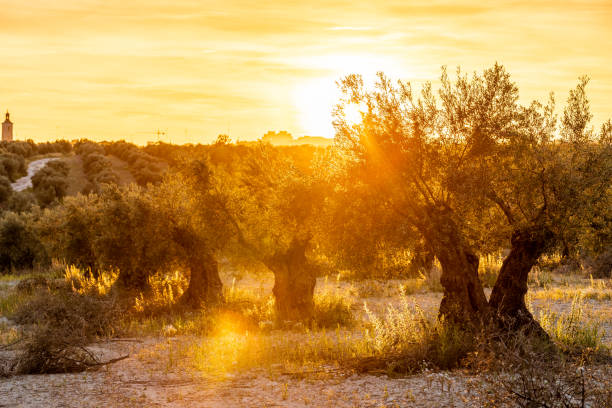 A cultivated olive tree field during sunset in the Mediterranean region which is known for its warm and sunny climate and thus ideal for farming these fruits.