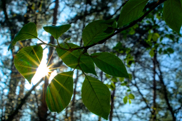 Close-up of green leaves on a branch with sunlight filtering through, creating a sunburst effect in a peaceful forest setting.