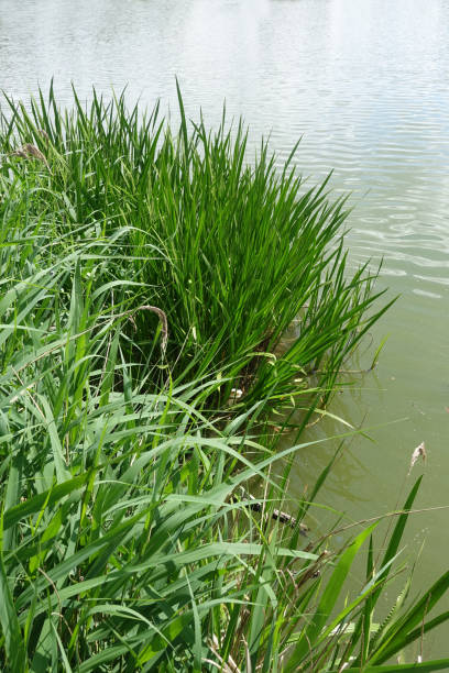 istock Aquatic plants in a pond in a public park 2154425441