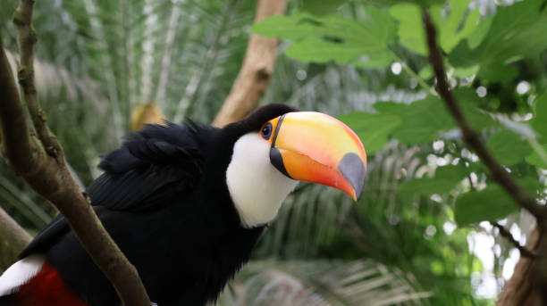 istock Toco toucan - Ramphastidae 2154426885