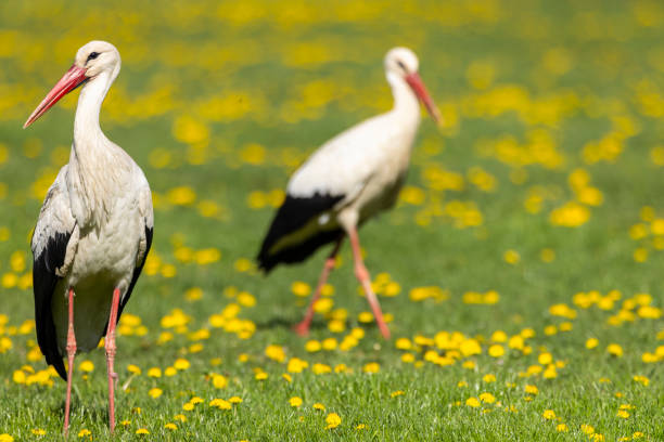 White stork (ciconia ciconia), National park Polana, Slovakia