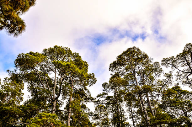 The sky is blue and the trees are green
