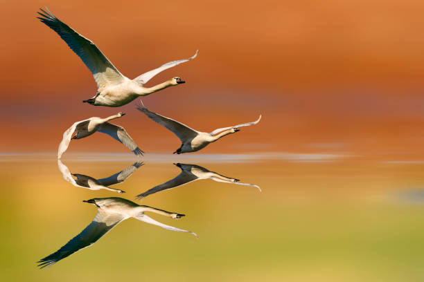 Flying swans. Colorful lake background.