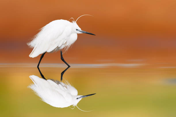 istock Heron. Little egret. Colorful clean nature background 2154429158