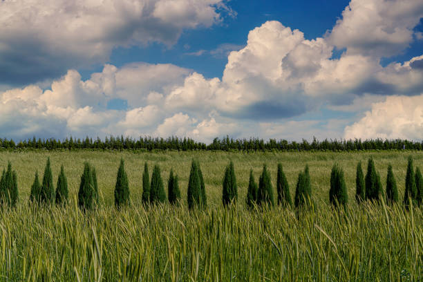 a field of rye