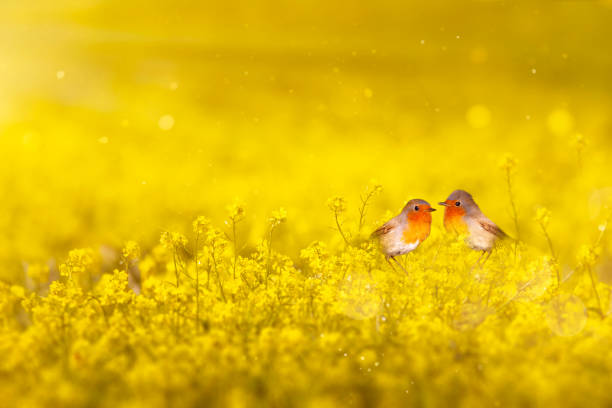 istock Robins posing in yellow spring flowers. Yellow nature background. 2154429393