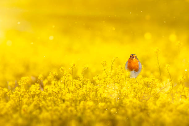 istock Robin posing in yellow spring flowers. Yellow nature background. 2154429394
