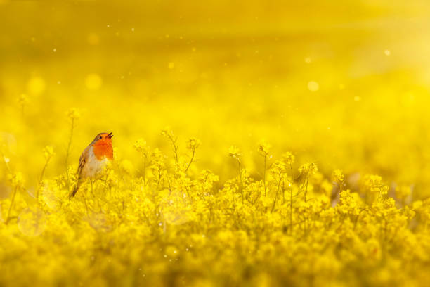 istock Robin posing in yellow spring flowers. Yellow nature background. 2154429397