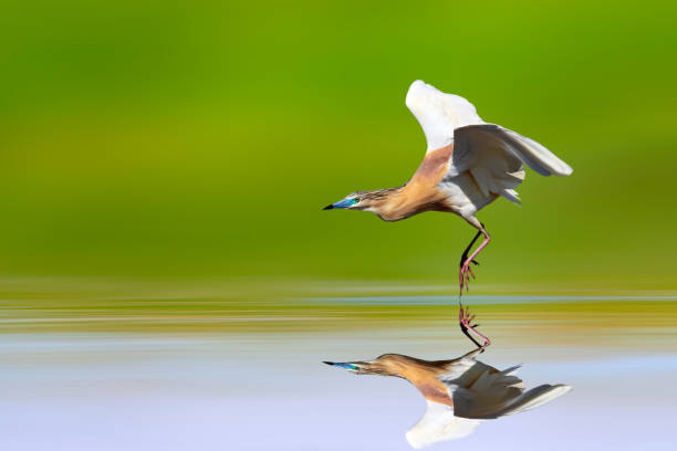 istock Flying heron. Colorful nature background. Squacco Heron. 2154429398