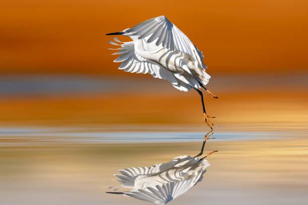 istock Heron. Little egret. Colorful clean nature background 2154429811