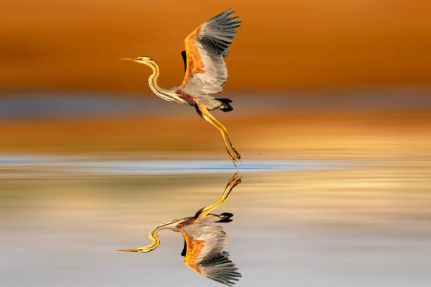 istock Purple heron. Colorful nature background. 2154430081