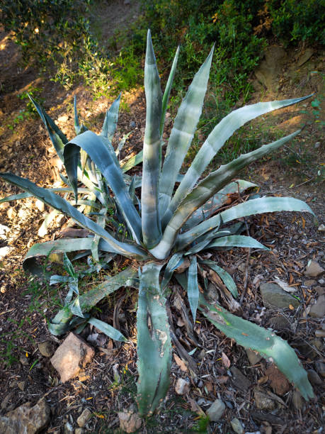 istock Huge aloe vera cactus on guarded 2154430837