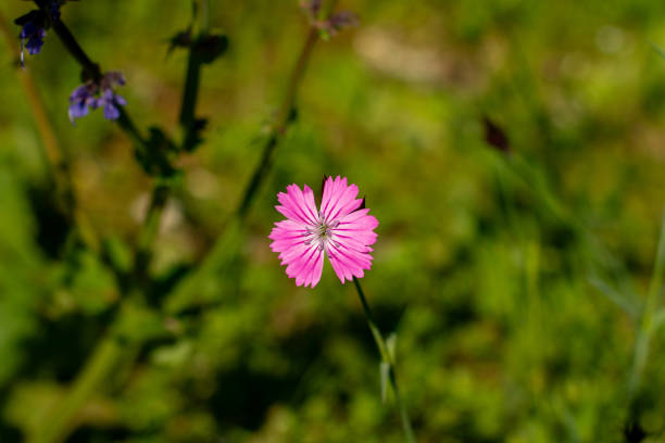 beautiful dianthus deltoides blooms in spring on in the city of munich