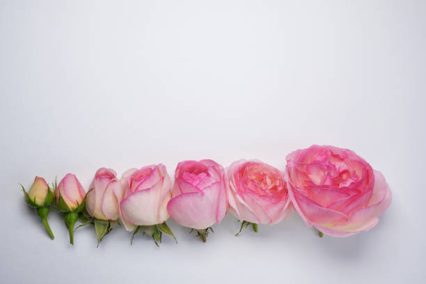 Fresh pink rose flowers on a white background. Flower evolution concept. Top view. Flat lay. Copy space for your text.