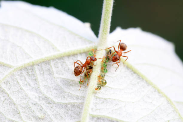 istock Ants in the wild, North China 2154434789