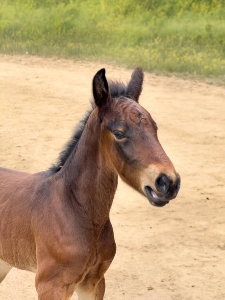 A young brown horse with an unkempt mane grazes leisurely in the tranquility of an open meadow, surrounded by swaying grass and the gentle whispers of the breeze.