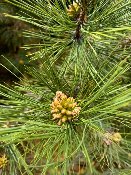 A vibrant green pine branch adorned with tender buds, signaling the promise of new growth amidst the forest canopy