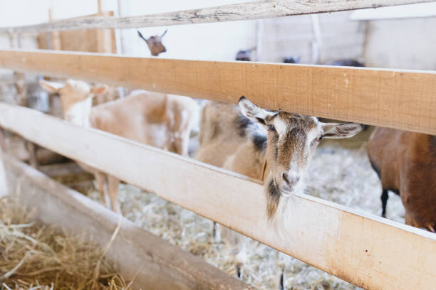 Cute goats relaxing in the barn
