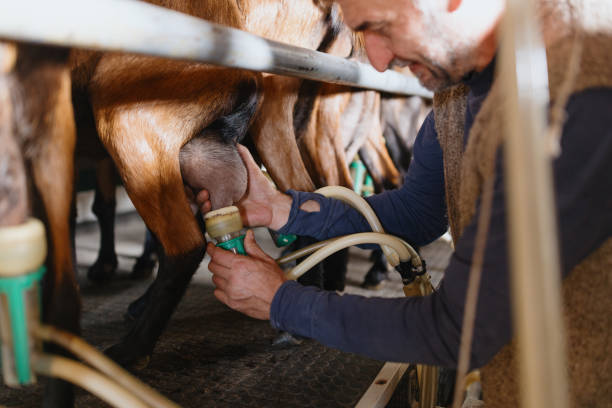istock Farmer milking his goats with a help of a machine 2154435821