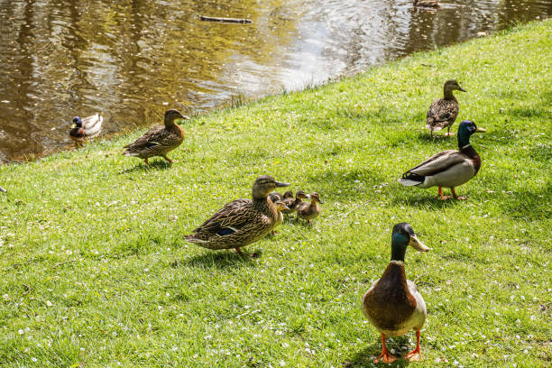 istock Wild ducks in a park in northern Germany 2154435905