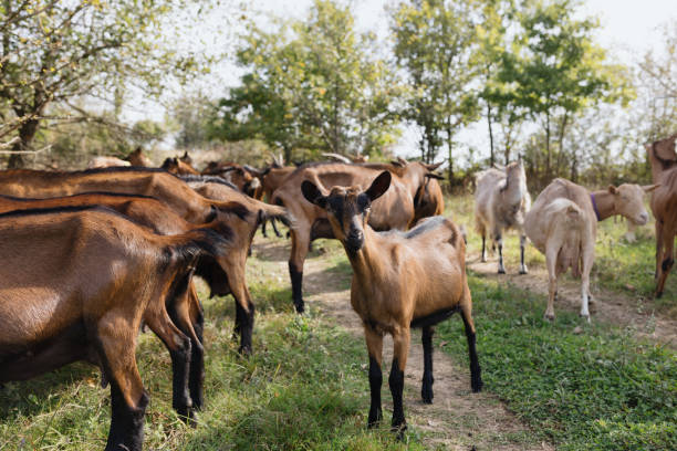 Happy goats eating grass in the nature