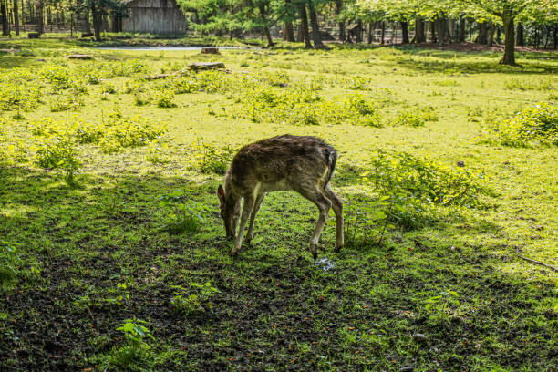 Wild deer in a forest in northern Germany