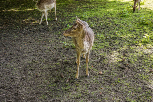 Roebuck deer in the undergrowth at a nature reserve.  The buck is foraging and the shot is through a hedge and long grass.