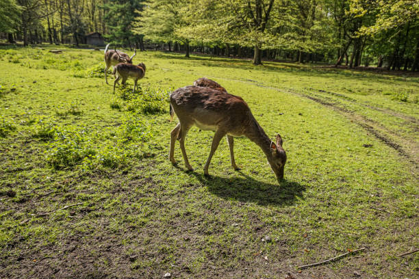istock Wild deer in a forest in northern Germany 2154435986