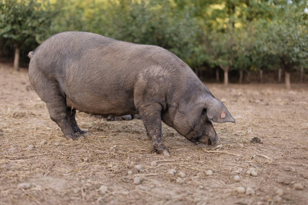 Close-up of a pig eating outdoors
