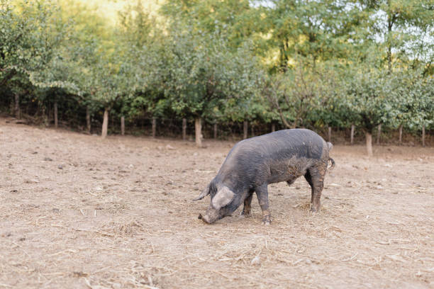 Domestic pig lying and resting peacefully in a field. Scene conveys farm life, rural environment, animal welfare, and outdoor nature. Ideal for concepts of livestock, agriculture, sustainable farming, and countryside lifestyle.