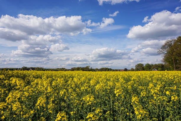 Rapeseed in a field in northern Germany